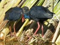 Purple Gallinule + young, Quibta de Largo.jpg