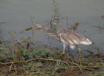 Indian_Pond_Heron_Yala_200710a.jpg