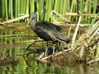 Glossy Ibis, Quinta de Largo 1.jpg