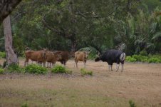 banteng.JPG