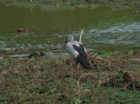 Asian_Openbill_Stork_Yala_200710a.jpg