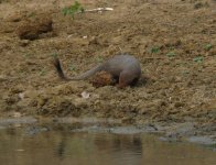 Ruddy_Mongoose_Yala_200710a.jpg