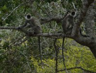 Grey_Langur_Yala_200710a.jpg