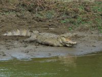 Marsh_Crocodile_Yala_200710c.jpg