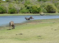 Water_Buffalo_Yala_200710a.jpg