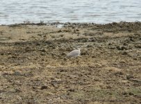 Small_Pratincole_Yala_200710a.jpg