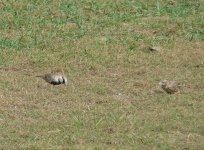 Ashy_Crowned_Sparrow_Lark_Yala_200710a.jpg