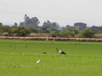 Rice field with Maguari Stork IMG_5173.JPG