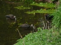 Three glossy ibises record shot Caistor St Edmund 2009.jpg