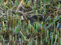 WaterRail2SB800.jpg