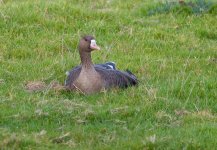 WhitefrontedGooseSB.jpg