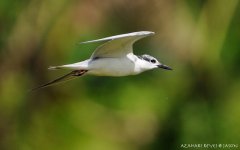 JAY_4322 Whiskered Tern.jpg