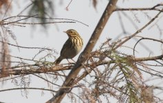 1.OBPipit.JPG