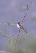 3.Bulbul.jpg