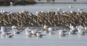 2.AmericanGoldenPlover.jpg