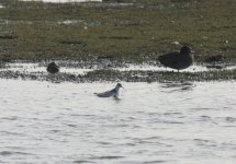 3.GreyPhalarope.JPG