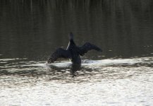 Black-throated Diver 5.jpg