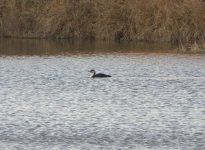 Black-throated Diver 46.jpg