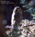 Pere Davids Owl.jpg