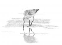 Bar-tailed Godwit s.jpg