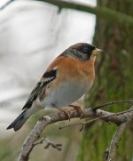 Brambling-1.jpg