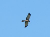 Cinnerious Harrier IMG_5377.JPG