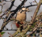 West Sutton Great Spotted Woodpecker 1.jpg