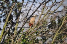 West Sutton Great Spotted Woodpecker 2.jpg
