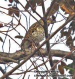 Scaly Thrush s.jpg