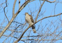 Eurasian Sparrowhawk.jpg