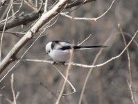 Long-tailed tit.jpg