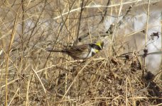 Yellow-throated Bunting.jpg