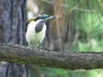 B-c Honeyeater (juv).JPG