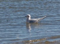 Ross's Gull-0236.jpg