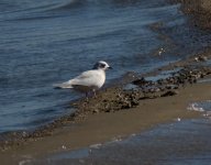 Ross's Gull 2-0104.jpg