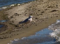 Ross's Gull 2-0066.jpg