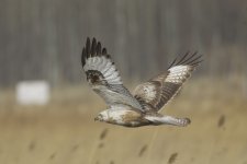 2010-12-18 Buzzard sp2.jpg