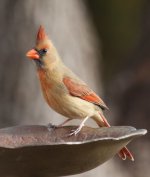 forum_bird5.JPG