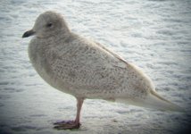 iceland gull 3.jpg