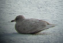 iceland gull 2.jpg