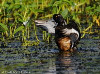 JAY_2525 Tufted Duck.jpg