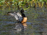 JAY_2619 Tufted Duck.jpg