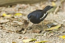 magpie robin male_DSC4736.jpg