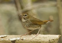 rufous tailed robin_DSC4651.jpg