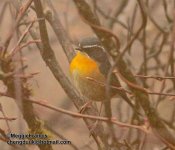 white browed bush robin.jpg