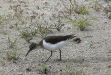 common sandpiper sm.jpg