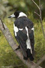 magpie.jpg