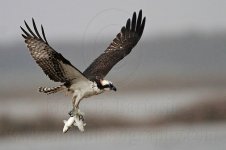 Osprey catching two fish in one dive.jpg