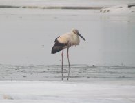 Oriental Stork 2.jpg