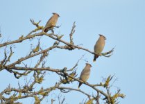 Epsom Waxwing 3.jpg